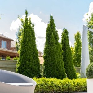 trees and plants